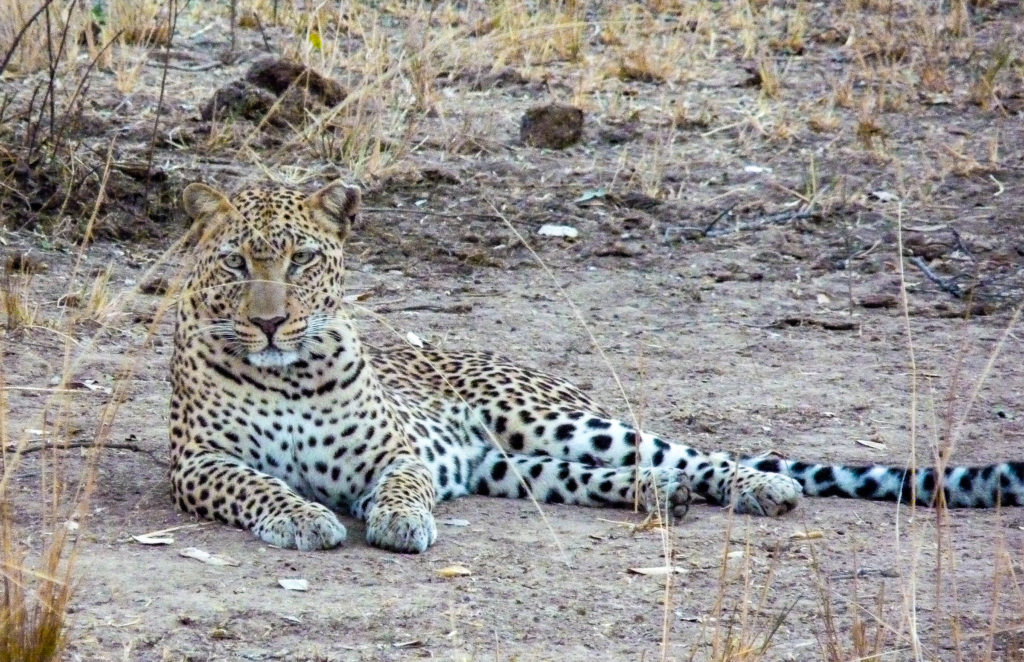 Leopard in South Luangwa National Park, Zambia