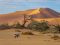 Oryx in Sossusvlei, Namib-Naukluft, Namibia