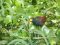 Excellent birdwatching in Tortuguero National Park, Costa Rica