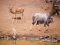 A busy waterhole in KwaZulu Natal, South Africa