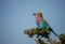 Lilac-breasted roller, Africa