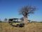 Private game drive with Asilia, Ruaha, Tanzania