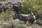 Rhino tracking at Desert Rhino Camp, Damaraland, Namibia