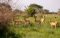 QENP – Uganda