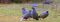 Blood pheasants in Singalila National Park