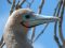 Red-footed booby, Galapagos Islands