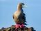 Red-footed booby, Galapagos Islands