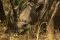 Rhino at Ziwa Sanctuary