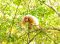 red-faced white uakari monkey
