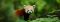 Attentive red panda
