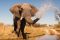 Elephant in the Okavango Delta, Botswana