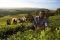 Satemwa tea pickers