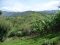Scenery next to Bwindi Forest, Feb 10