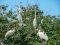 At Bird Island, Selous / Nyerere, Tanzania