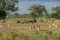 Impalas and wildebeest in Selous / Nyerere, Tanzania