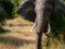 Elephant in Selous / Nyerere, Tanzania