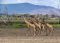 Giraffes in Selous / Nyerere, Tanzania