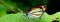 See the cloudforest wildlife