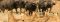 A lion and buffalo stand off, South Luangwa