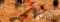Carmine bee-eaters near Shenton Safaris camp