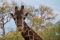 Simbavati Animals_4023