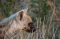 Simbavati Animals_4358