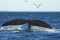 Southern Right whale in Patagonia, Argentina.