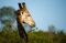 Tembe giraffe