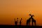 Giraffes at sunset, Africa