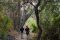 Trail – Blue Zebra