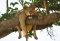 Tree Climbing Lions – Ishasha, Uganda