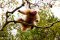 Uakari monkey