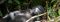 See gorillas in Bwindi