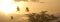 Birds at sunset