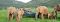 Game drive at Ukhozi Lodge