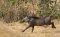 Running warthog, Africa