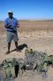 Welwitschia on Skeleton Coast, Namibia