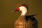 White-cheeked pintail, Patagonia, Argentina