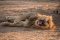 Wildlife Izla Photography 2 – Kafunta
