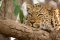 Wildlife at Kafunta