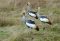 Crowned cranes in Ngorongoro Crater, Tanzania