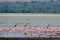 Flamingos, Ngorongoro Crater, Tanzania