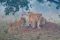 Serengeti lion cubs in smoke, Tanzania