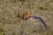 Serengeti agama lizard, Tanzania