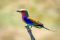 Lilac-breasted roller, Serengeti, Tanznaia
