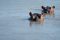 Hippos, Kruger, South Africa