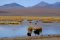 High altiplano lake, Atacama, Chile