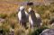 Alpacas near Colca Canyon, Peru