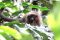 Duski titi monkey, Tambopata, Peru