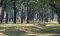 The ebony grove, South Luangwa, Zambia